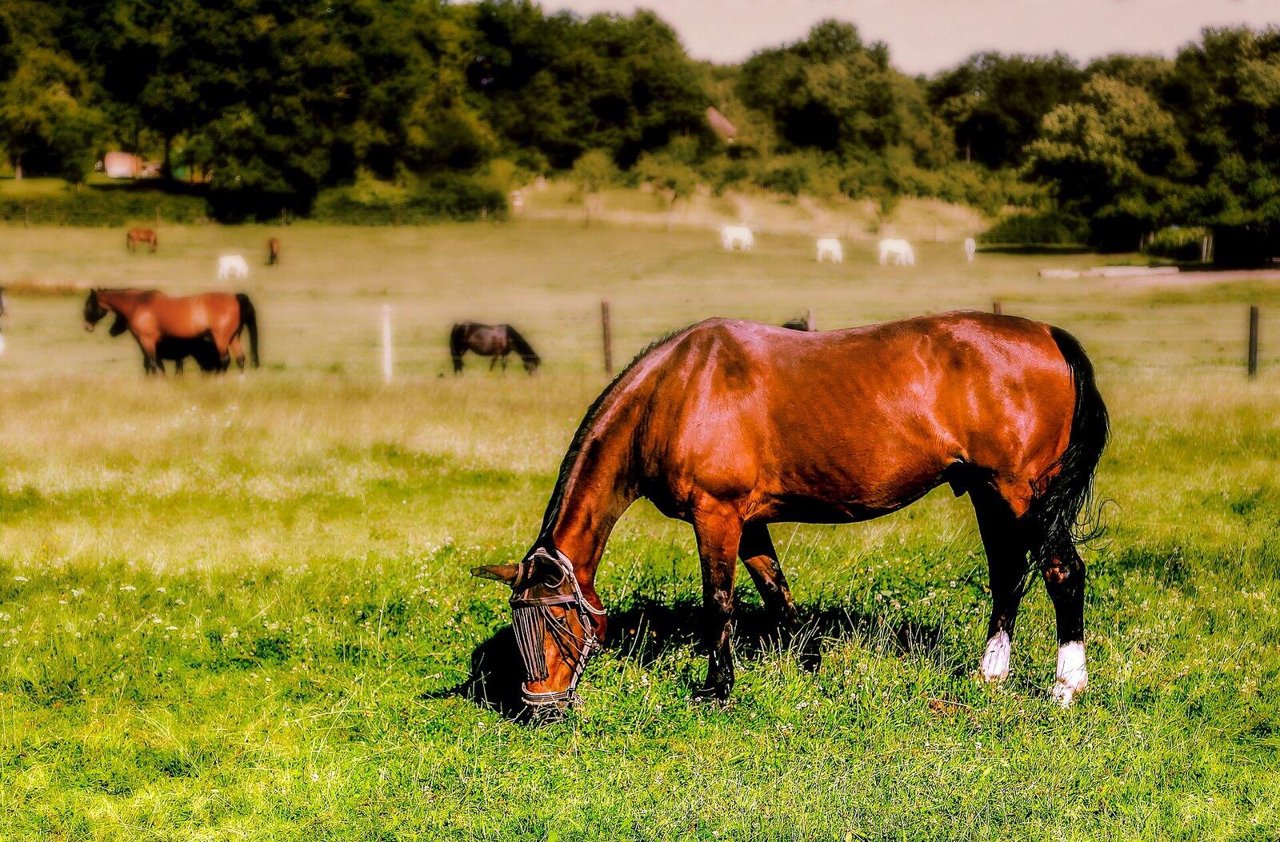 Paardenweide verbeteren: hoeveel lavameel, wanneer en hoe lang wachten