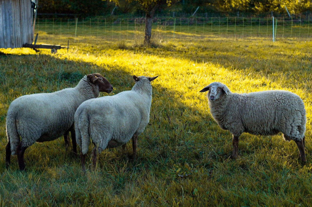 Schapenweide bemesten: weidebeheer voor schapen, geiten en alpaca's