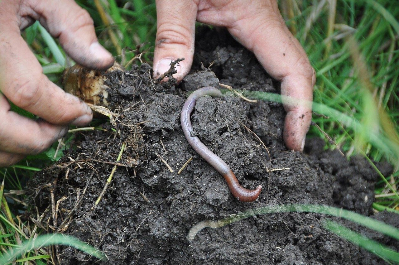 Regenwormen in je bodem: wat ze doen en hoe je er meer krijgt