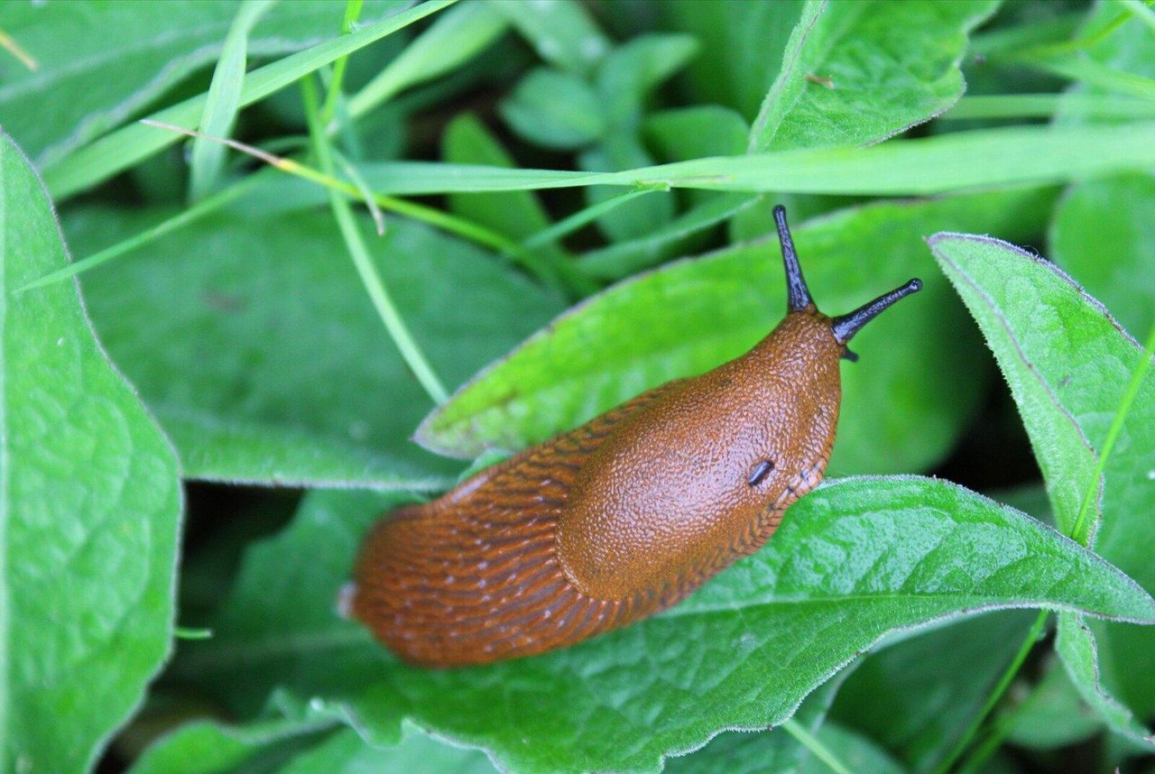 Slakken in de tuin en moestuin: waarom ze komen en wat wel werkt