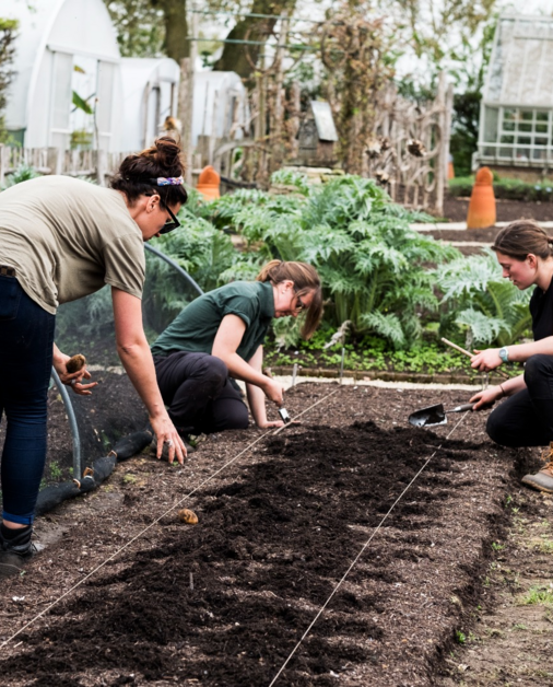 Lavameel in moestuin, border, gazon en composthoop