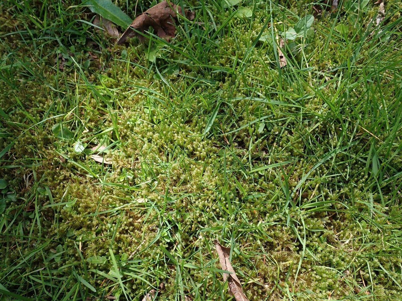 Mos in gazon: wat zegt het over je grond?