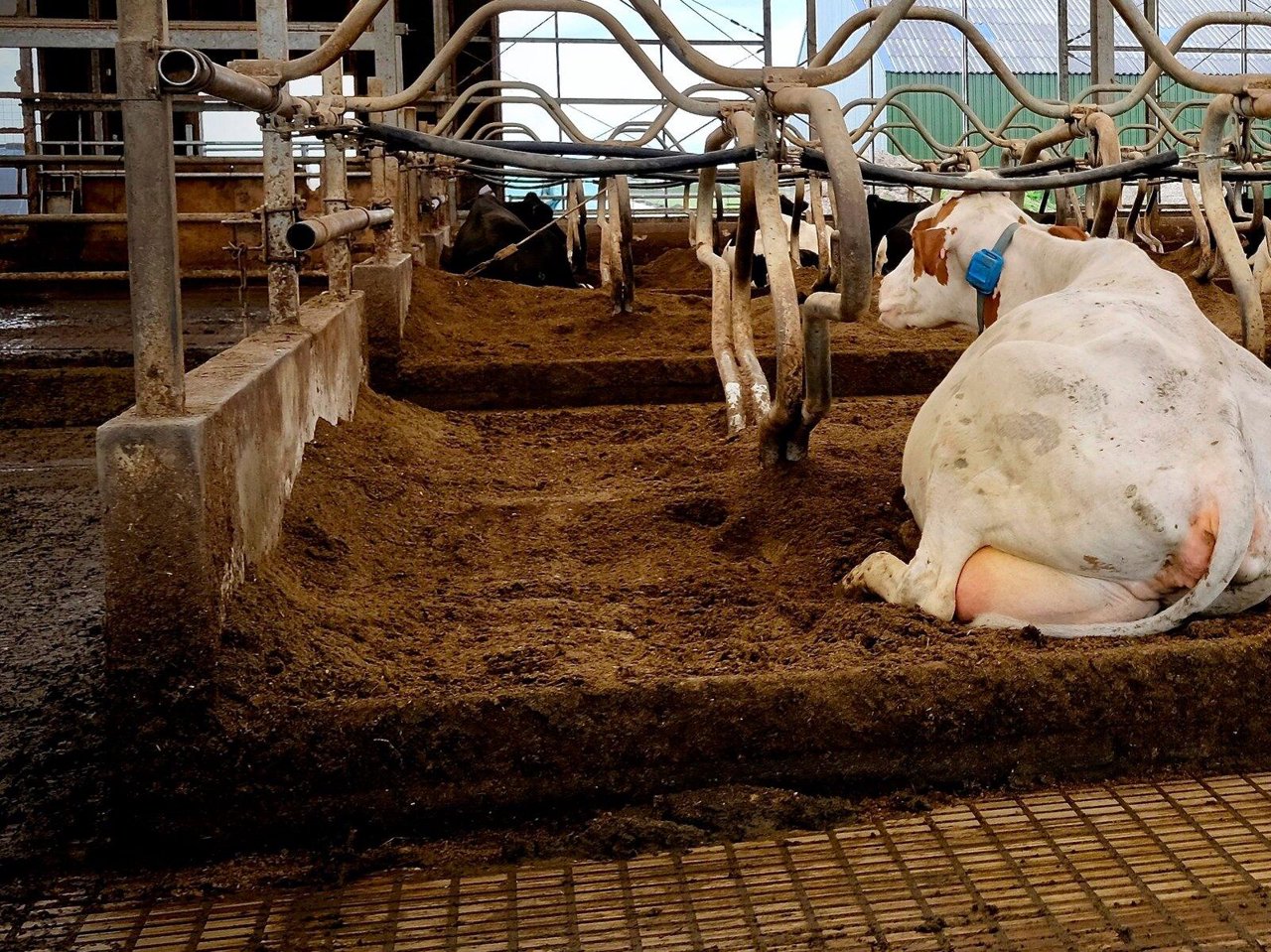 Diepstrooiselbed in de ligbox opbouwen met stro, lavameel en water
