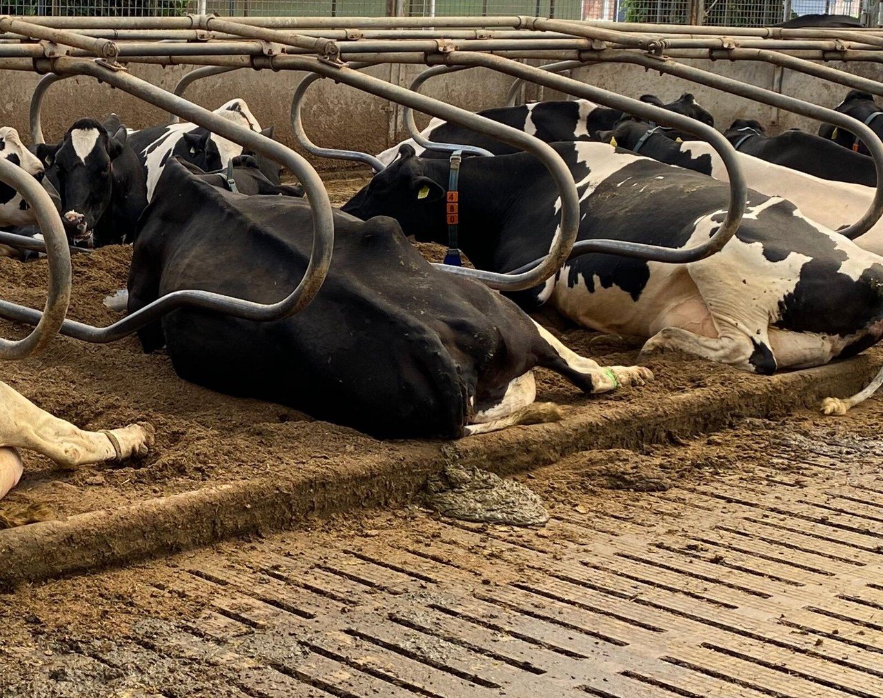 Kalk-stro-water of lavameel in de ligbox: de verschillen op een rij
