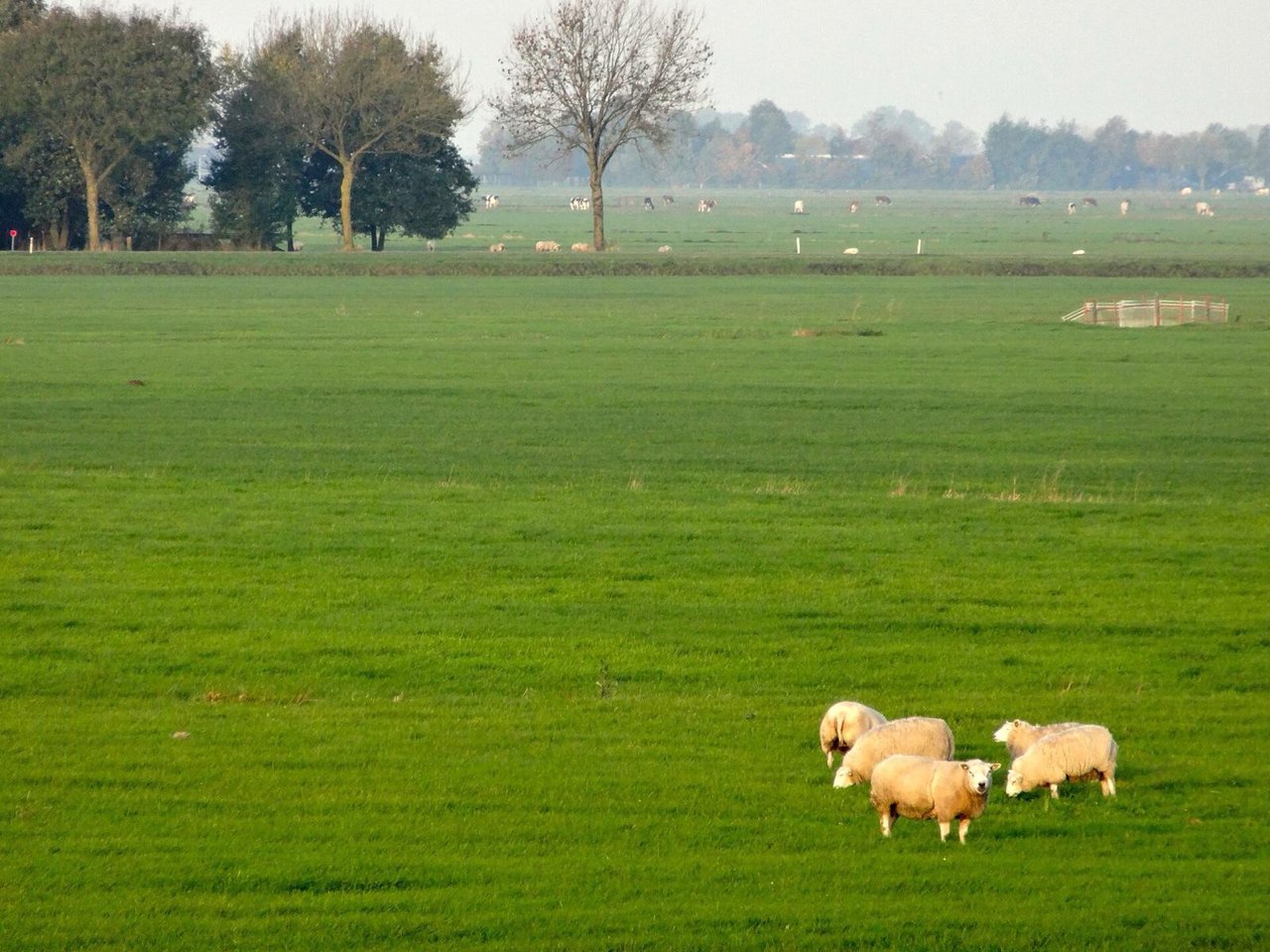 Grasland bekalken of steenmeel: wat heeft je weiland nodig?