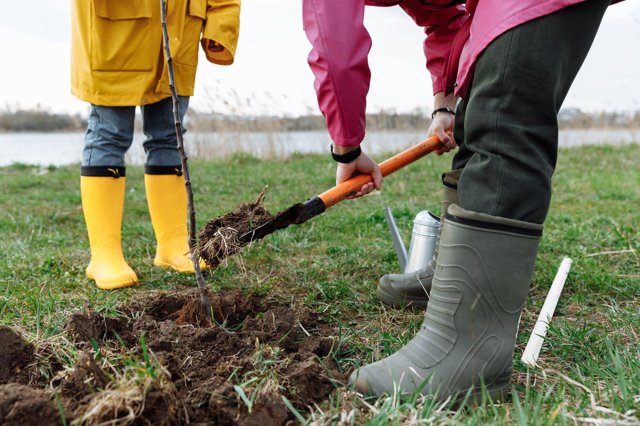 Bomen planten op zandgrond: plantgat, plantmoment en steenmeel