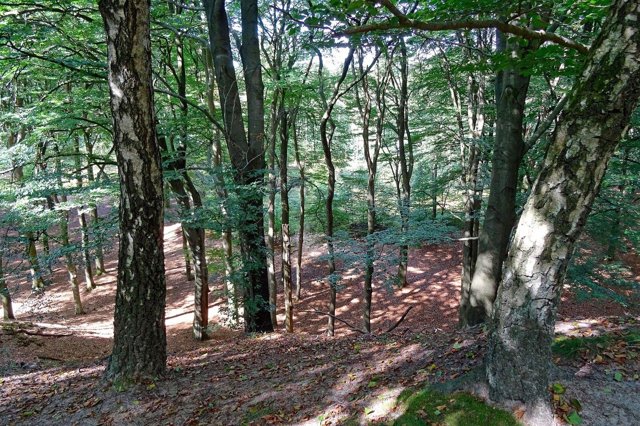 Steenmeel in het bos: tien jaar proeven op de Veluwe en in het Mastbos