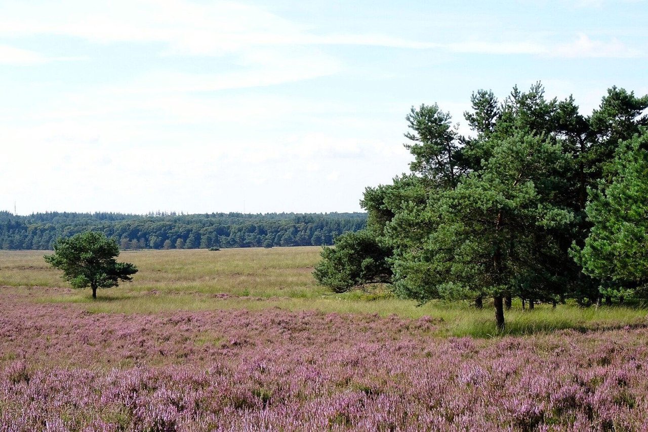 Bodemverzuring, oorzaak voor oorzaak: waarom grond zuurder wordt