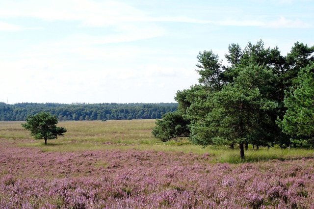 Bodemverzuring, oorzaak voor oorzaak: waarom grond zuurder wordt