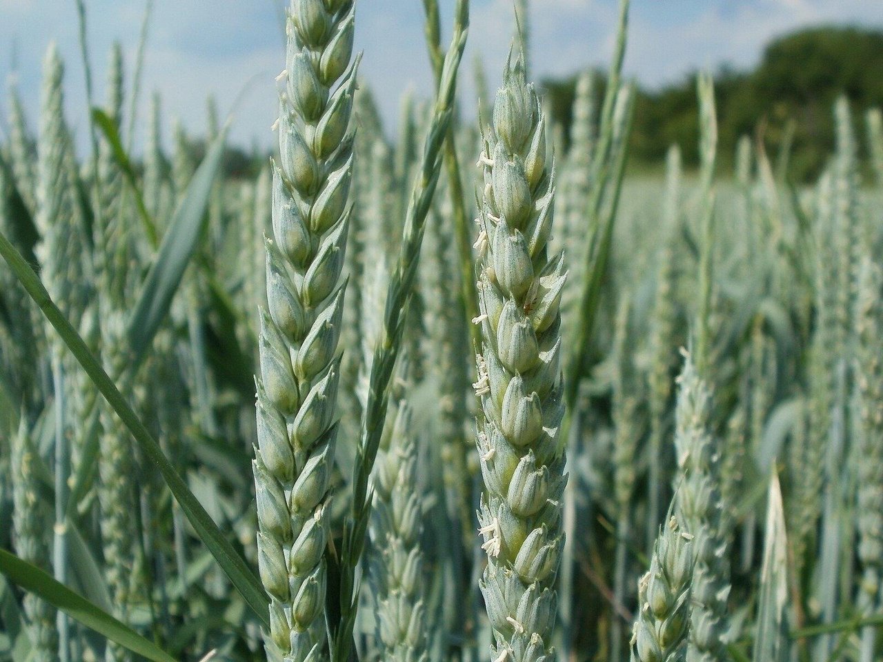 Silicium in de bodem: wat gras en granen ermee doen